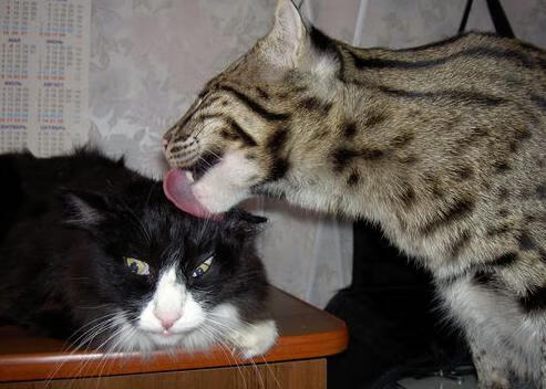 法甲球队基于大数据分析优化边路进攻效率，法甲参赛球队