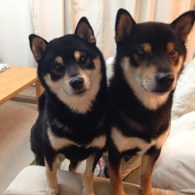 罗马尼亚队未来发展:如何借助国际乒乓赛事提升整体实力,罗马尼亚乒乓球怎么样