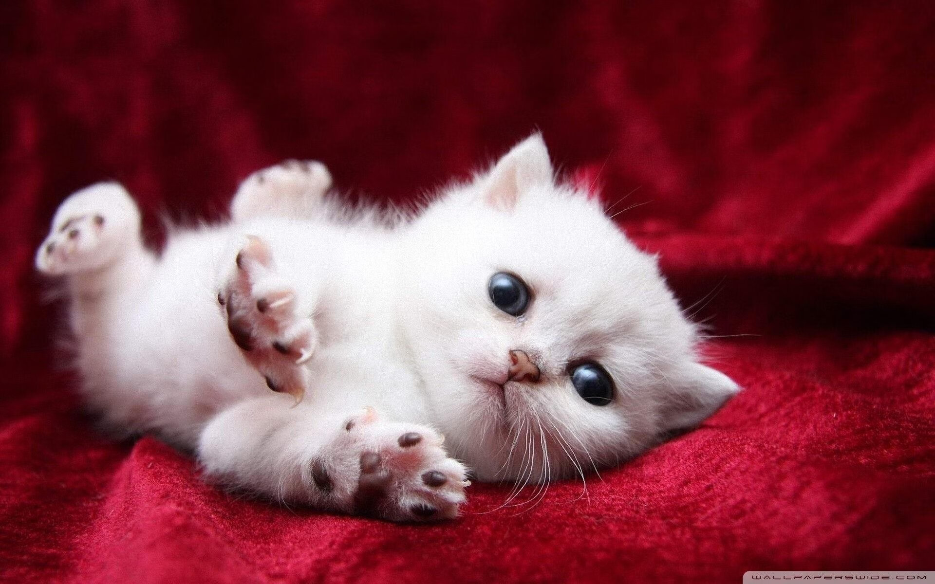 九游娱乐官网 (JIUYOU)-世界杯天王PK：天赋与战术的完美碰撞，世界杯天才