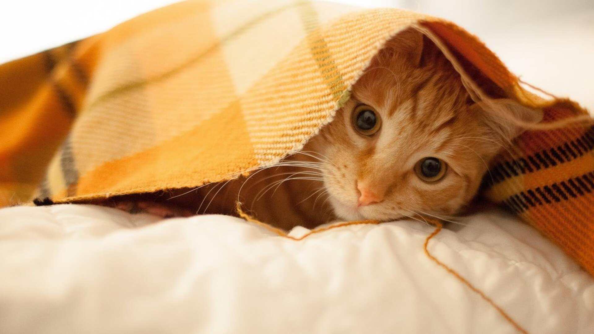 九游jiuyou-亚美尼亚男篮在欧洲预赛中表现优异，期待奥运突破，亚美尼亚篮球运动员