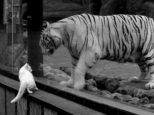 德克斯女子200米蝶泳决赛技术完美无瑕,女子200米蝶泳美国选手