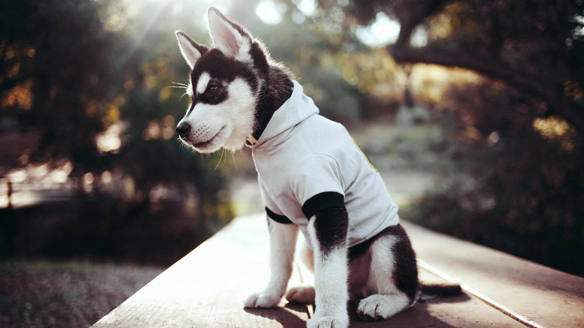 朱婷收获全场最高分女排世界杯，朱婷女排世界排名