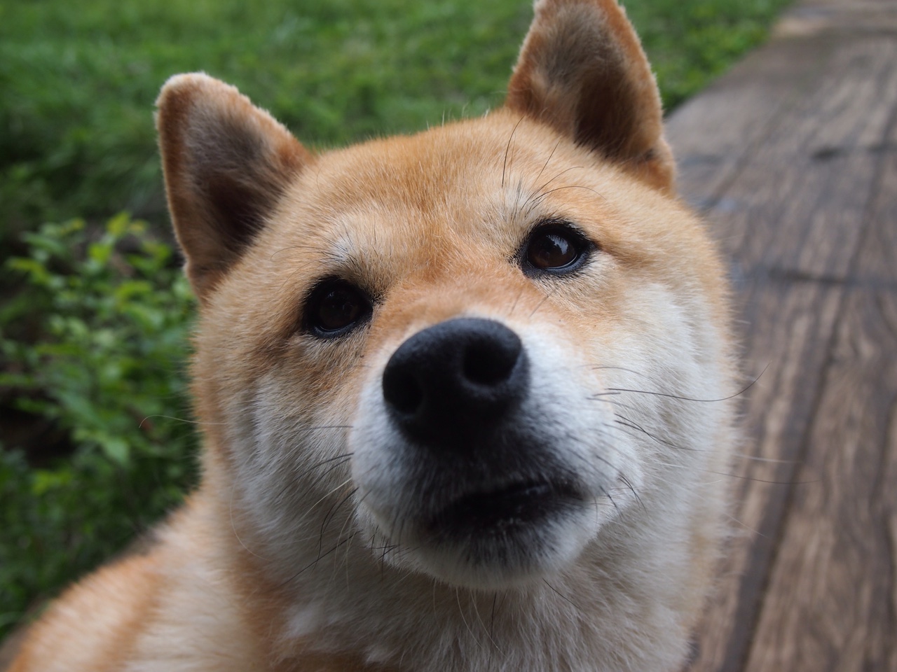 欧洲杯冠军争夺:战术、意志、团队的极致较量,欧洲杯冠军猜测