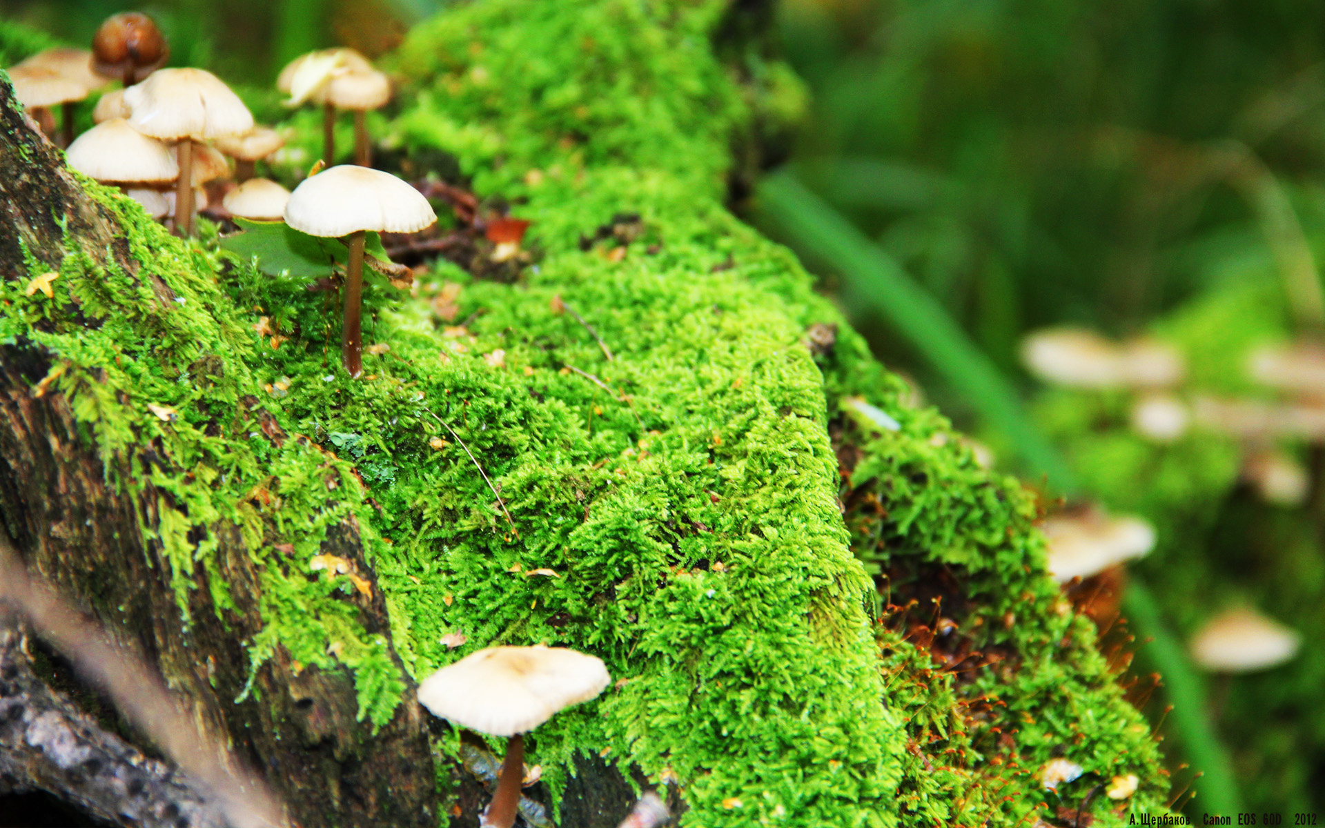 英超最后一搏：逆境搏斗，传奇由此开启，英超最后一名能拿多少转播钱