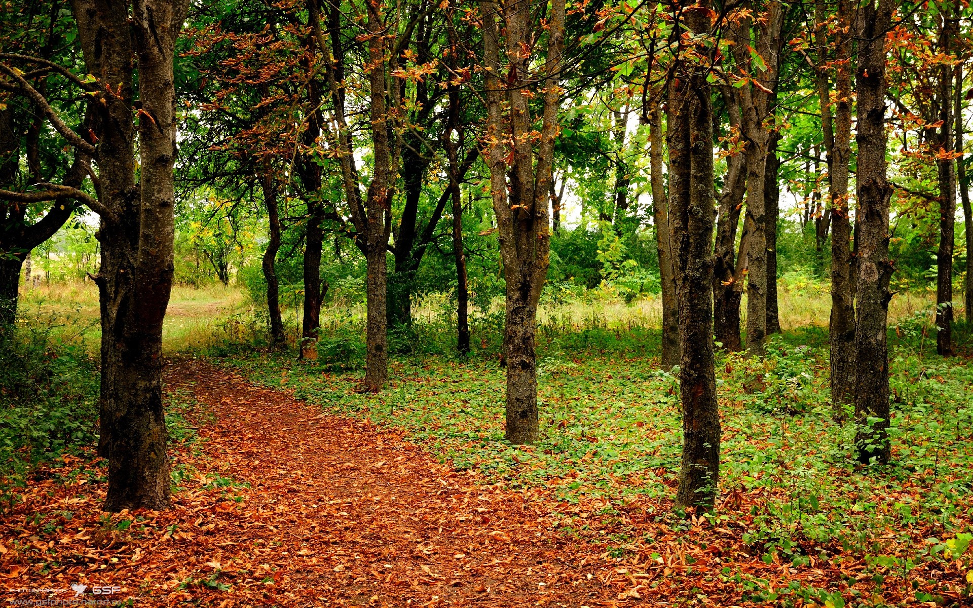 黎巴嫩男篮在西亚锦标赛中奋战不止,争取奥运名额,黎巴嫩男篮对中国男篮